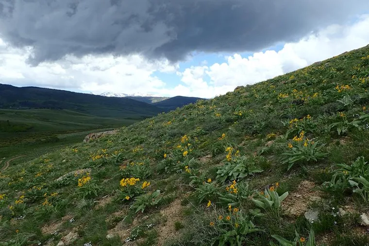 The Shoshone National Forest is a First Among Forests